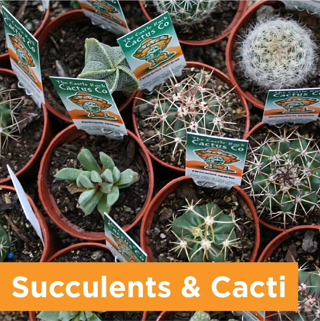 PlantPageSucculentCacti.jpg