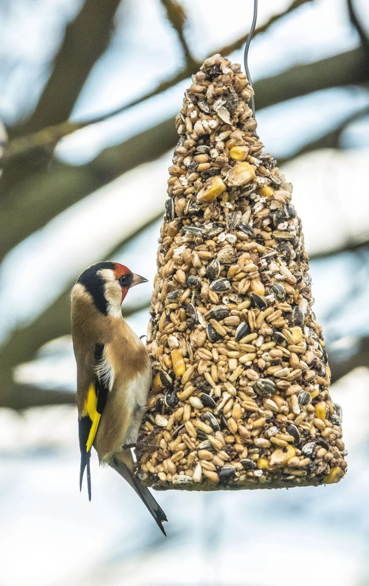 Topflite_seed_cone_2000x2000-ezgif.com-webp-to-jpg-converter.jpg
