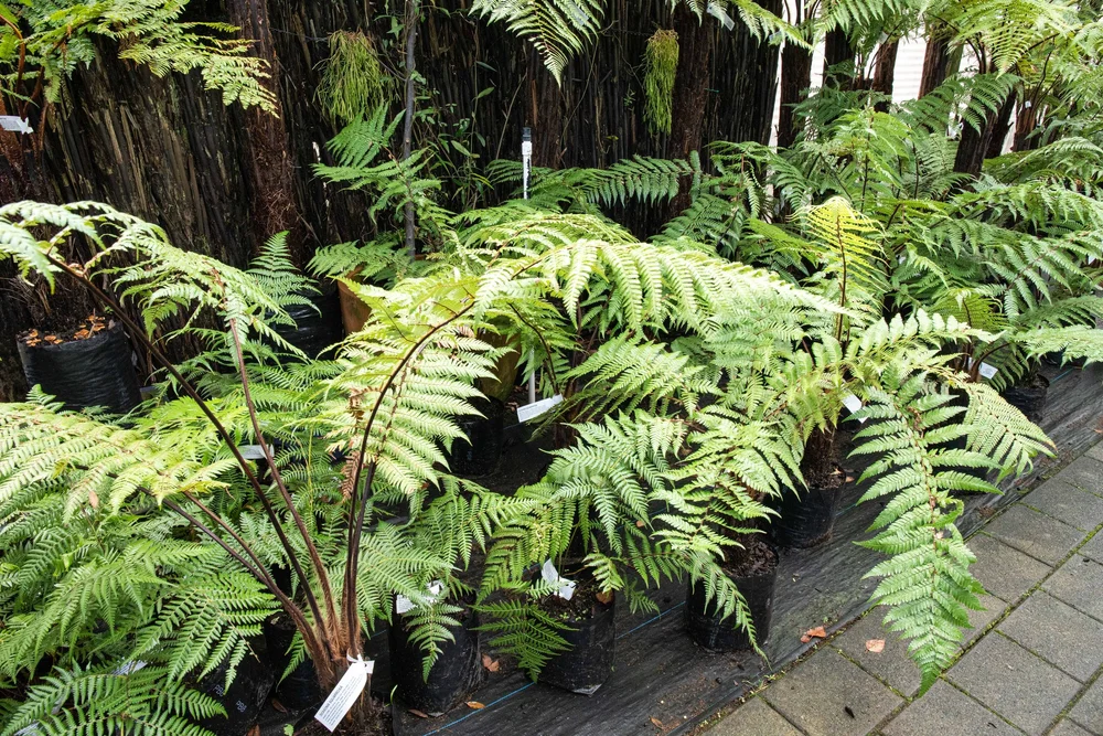 Ferns — California Home & Garden