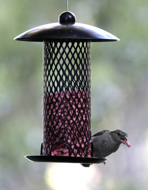 Pellet_feeder_b7ae46f6-e7c2-4bf8-bf24-94f5abb6cb1c_2000x2000-ezgif.com-webp-to-jpg-converter.jpg