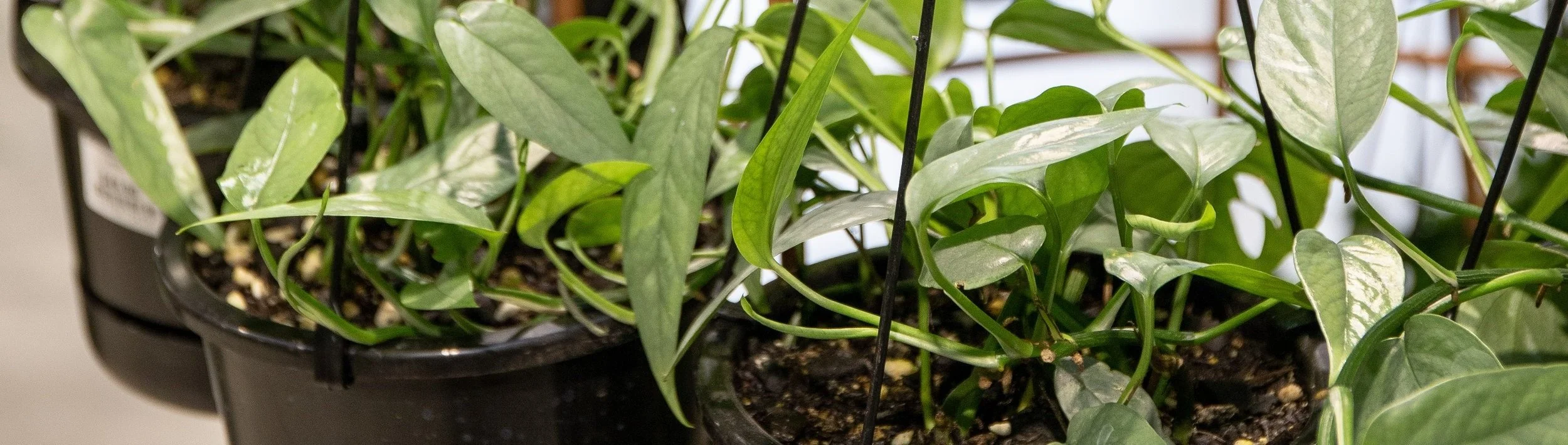 Houseplants — California Home & Garden