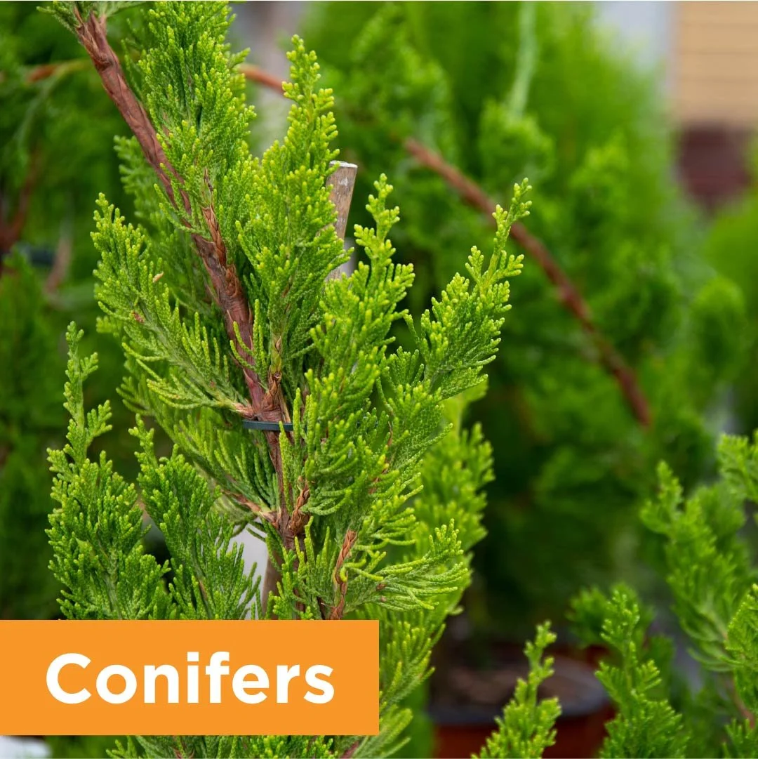 PlantPageConifers.jpg