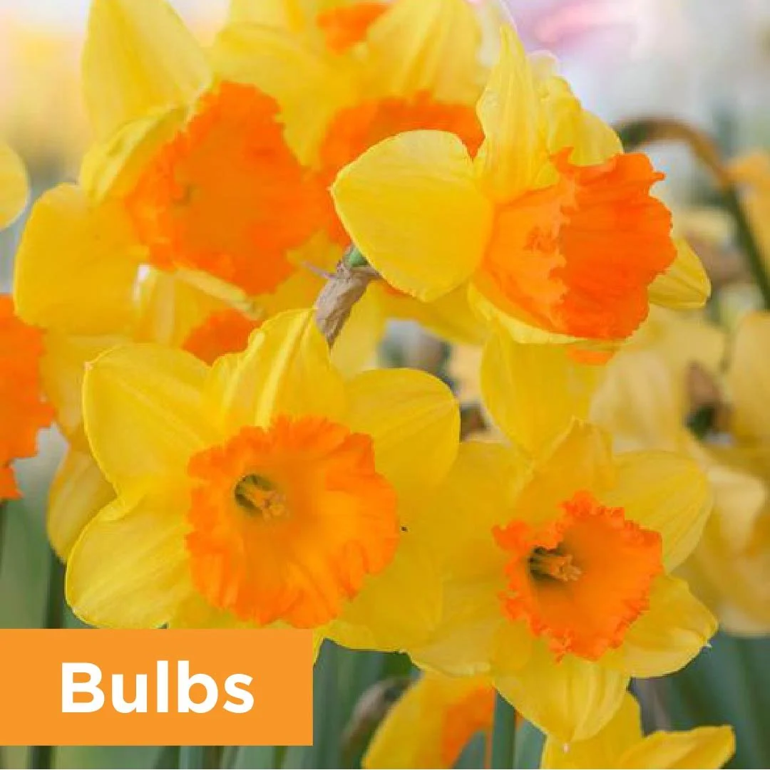 PlantPageBulbs.jpg
