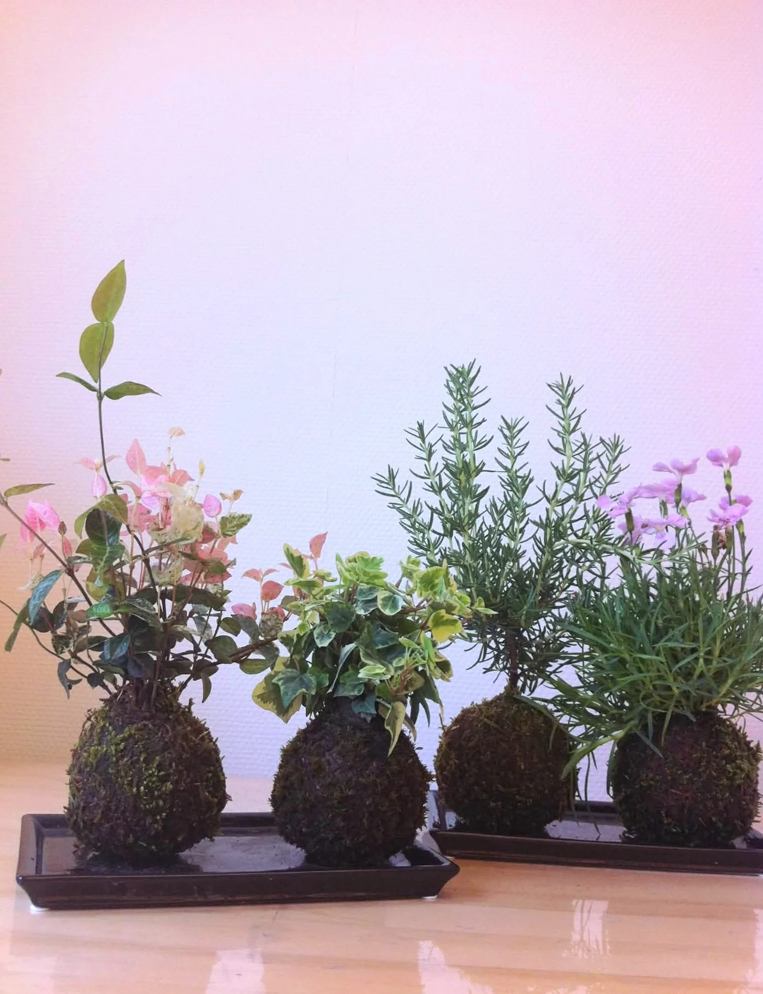 Kokedama photo.jpeg