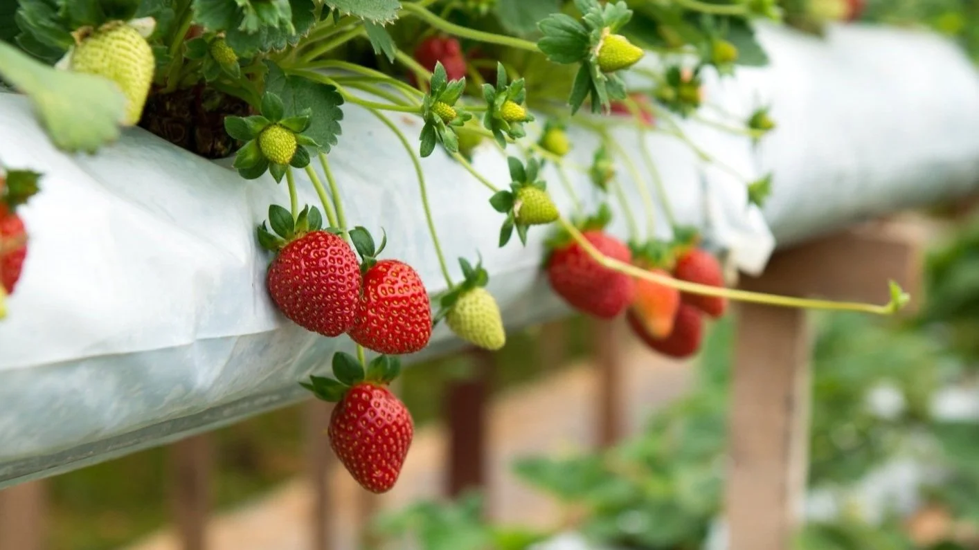 Strawberry Planting Guide — California Home & Garden