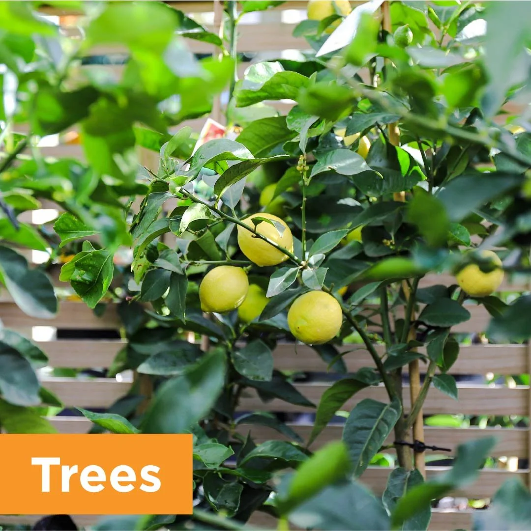 PlantPageTrees.jpg