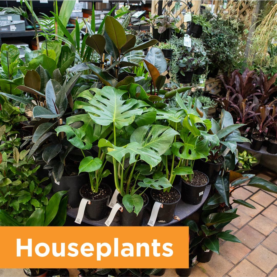 Plants — California Home & Garden