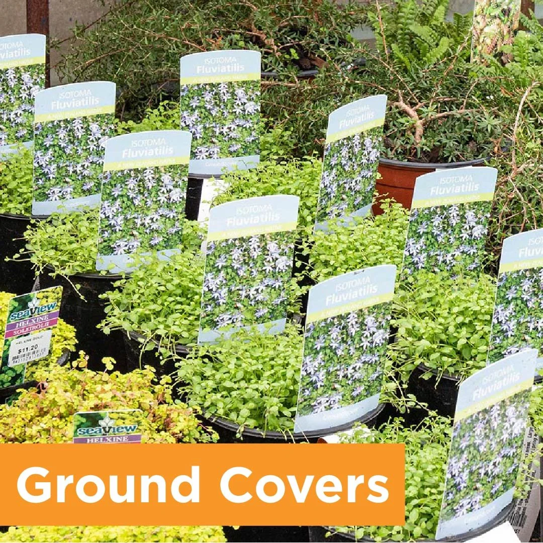 PlantPageGroundCovers.jpg