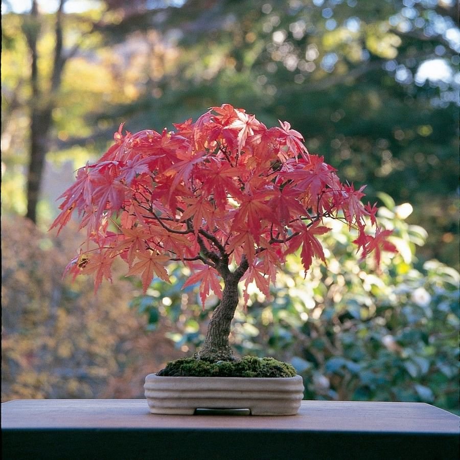 japanese-maple-bonsai-a-stunning-focal-point-for-your-indoor-garden-736e6fe97117b671.jpeg