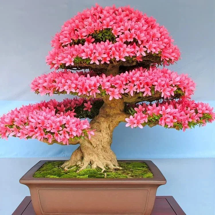 Judas_flowering-ezgif.com-webp-to-jpg-converter.jpg