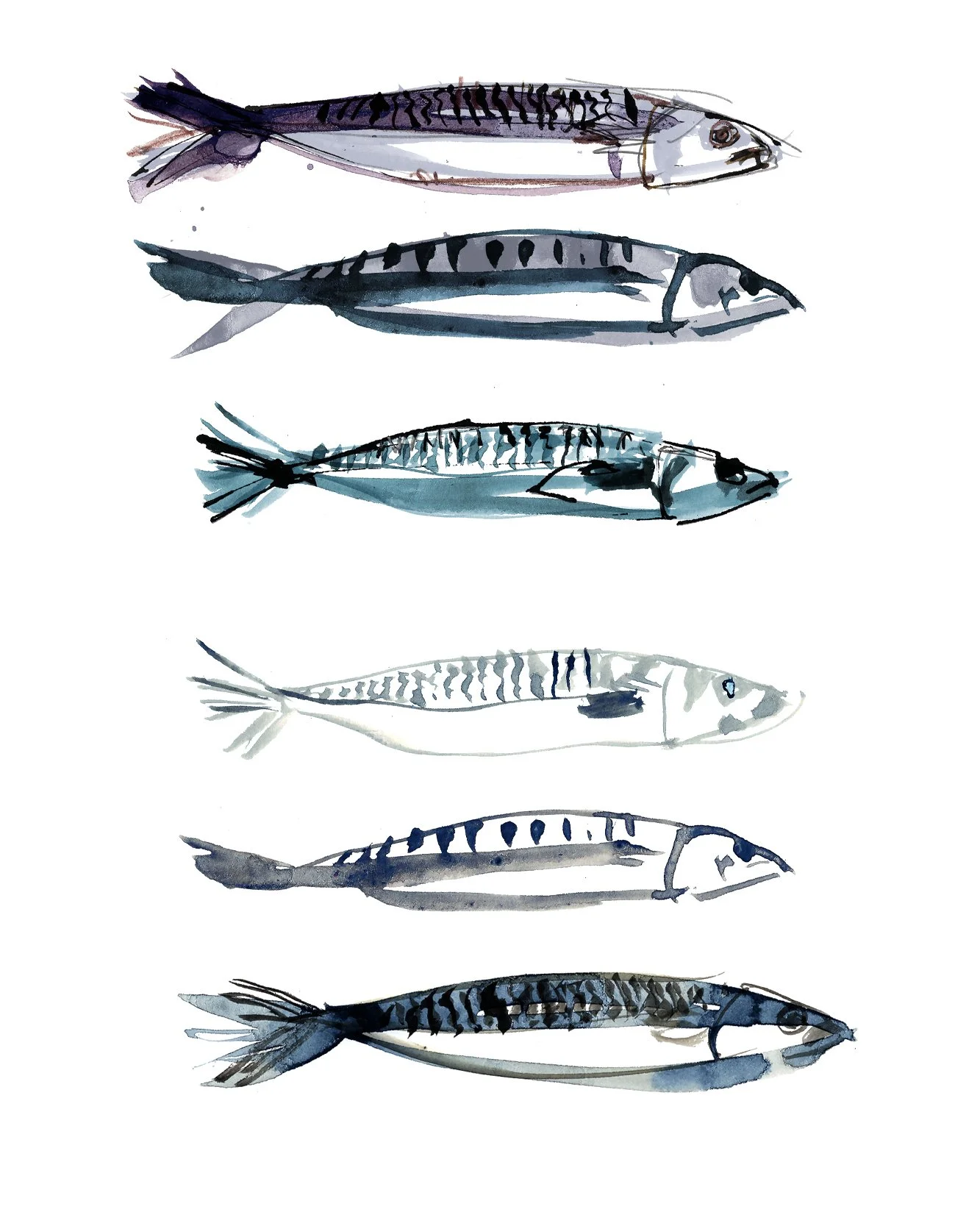 CAROLINE_TOMLINSON food illustration mackrel sea food.jpg