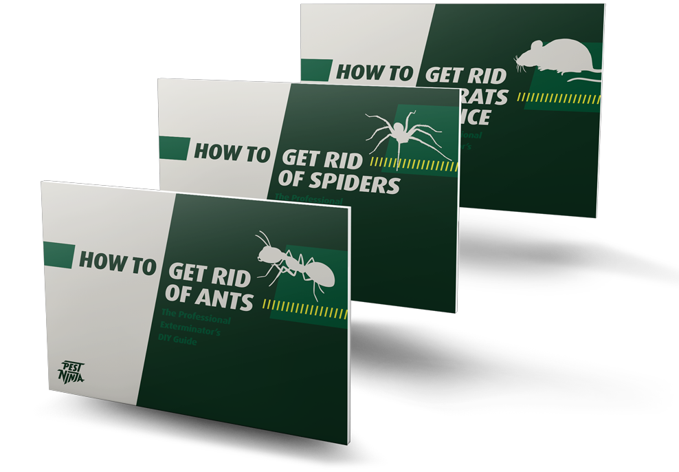 Pest Ninja DIY Pest Control Guides for Homeowners & Renters
