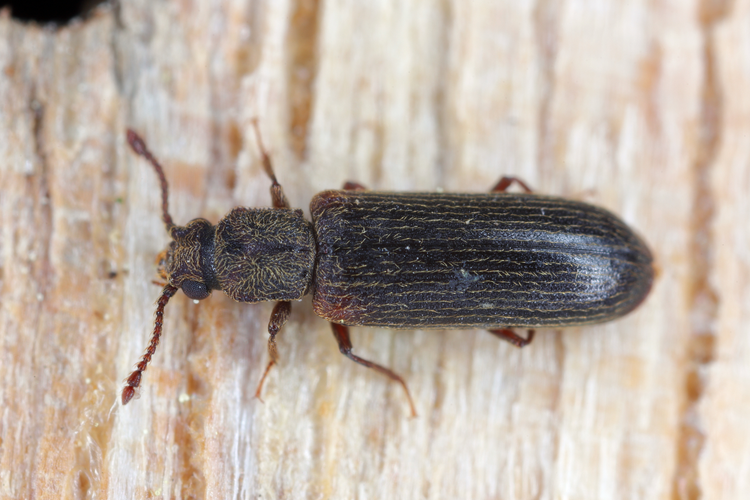 5 Wood-Destroying Insects Every Homeowner Must Watch Out For
