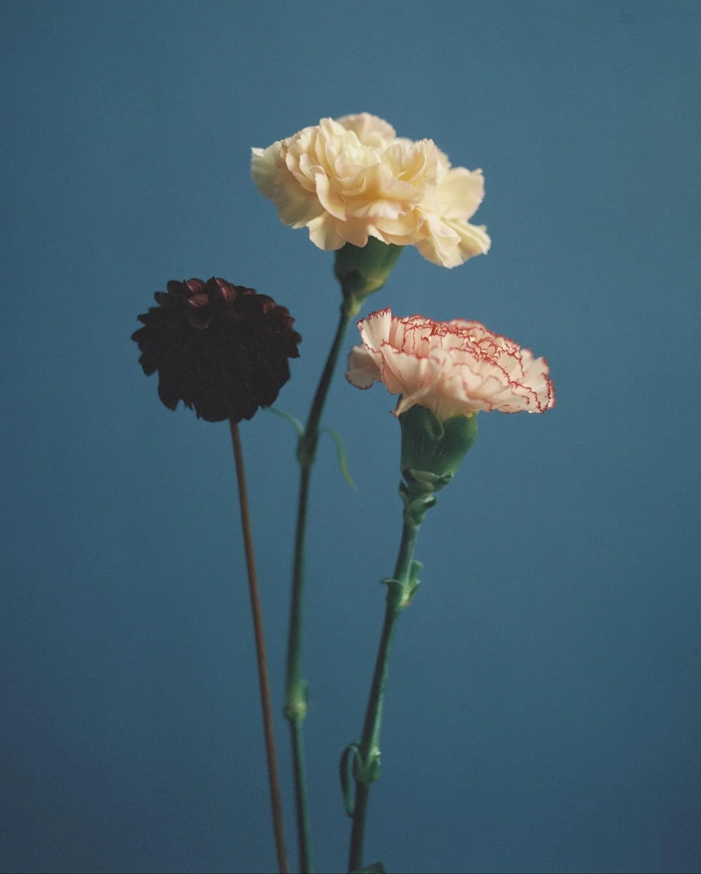 Floral outtakes on 120 mm 🌹 @tomodemusic 

#onfilm #cinestill #120mm #analog