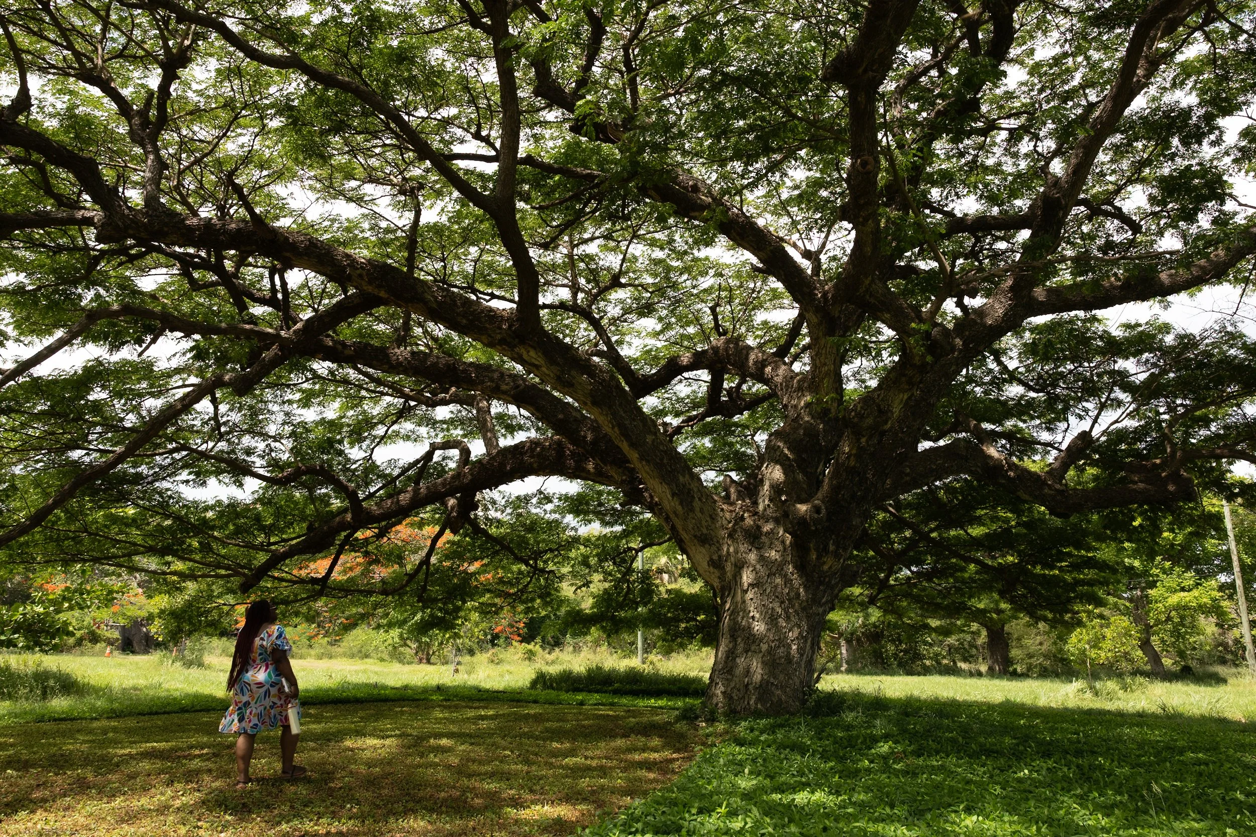 Jhanielle Brown Spirit Trees St. Croix US Virgin Islands-2.jpg