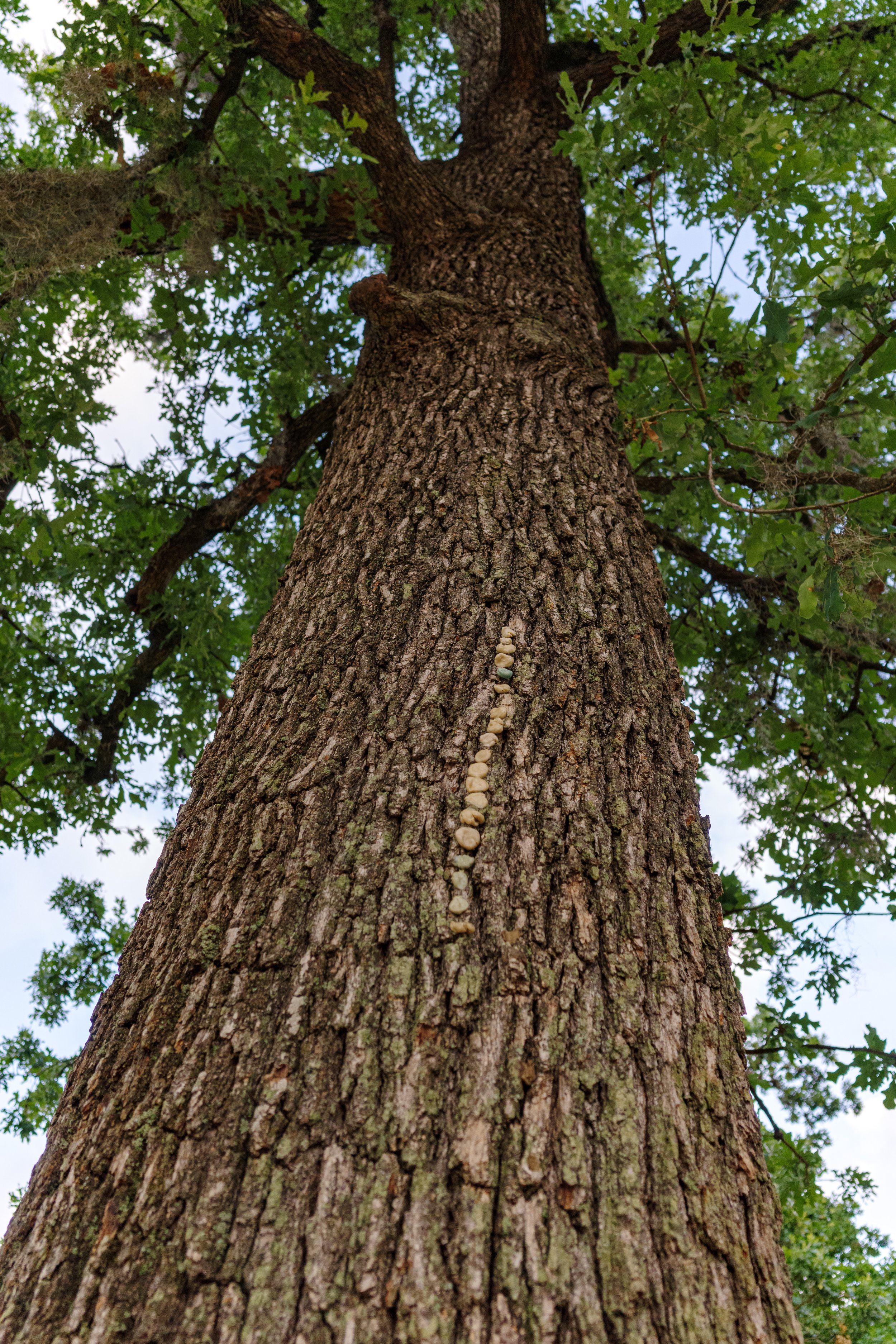 Jhanielle Brown Button Tree Houston, Texas.jpg
