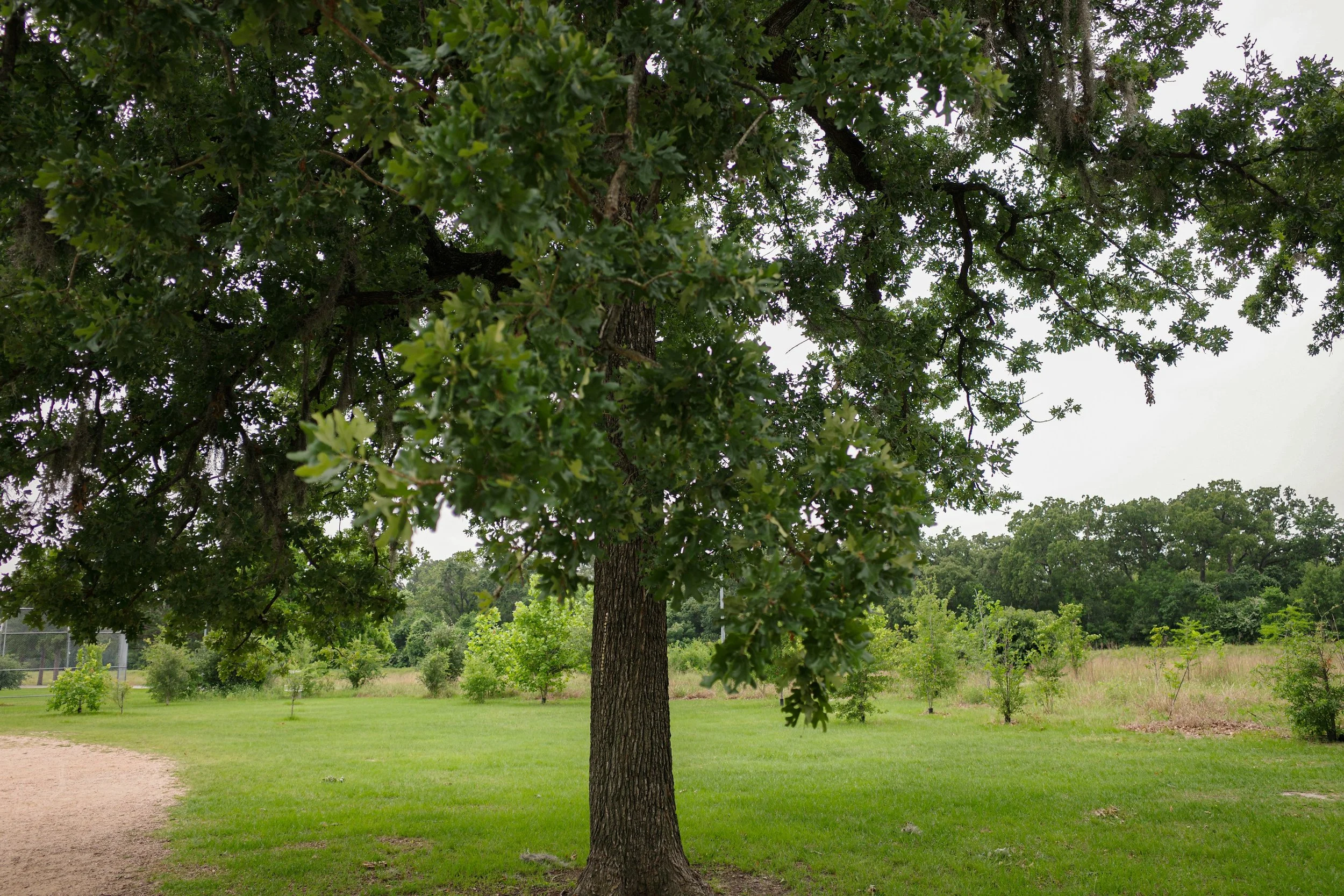 Jhanielle Brown Button Tree Houston, Texas-3.jpg