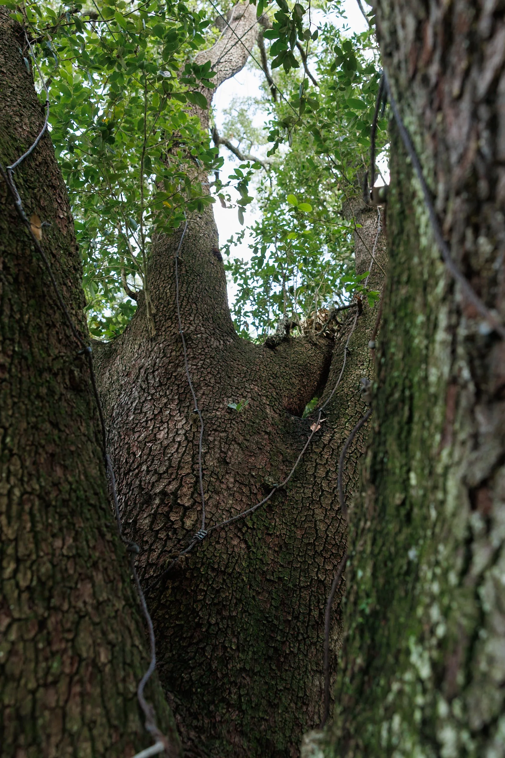 Jhanielle Brown Freedom Tree Missouri City.jpg
