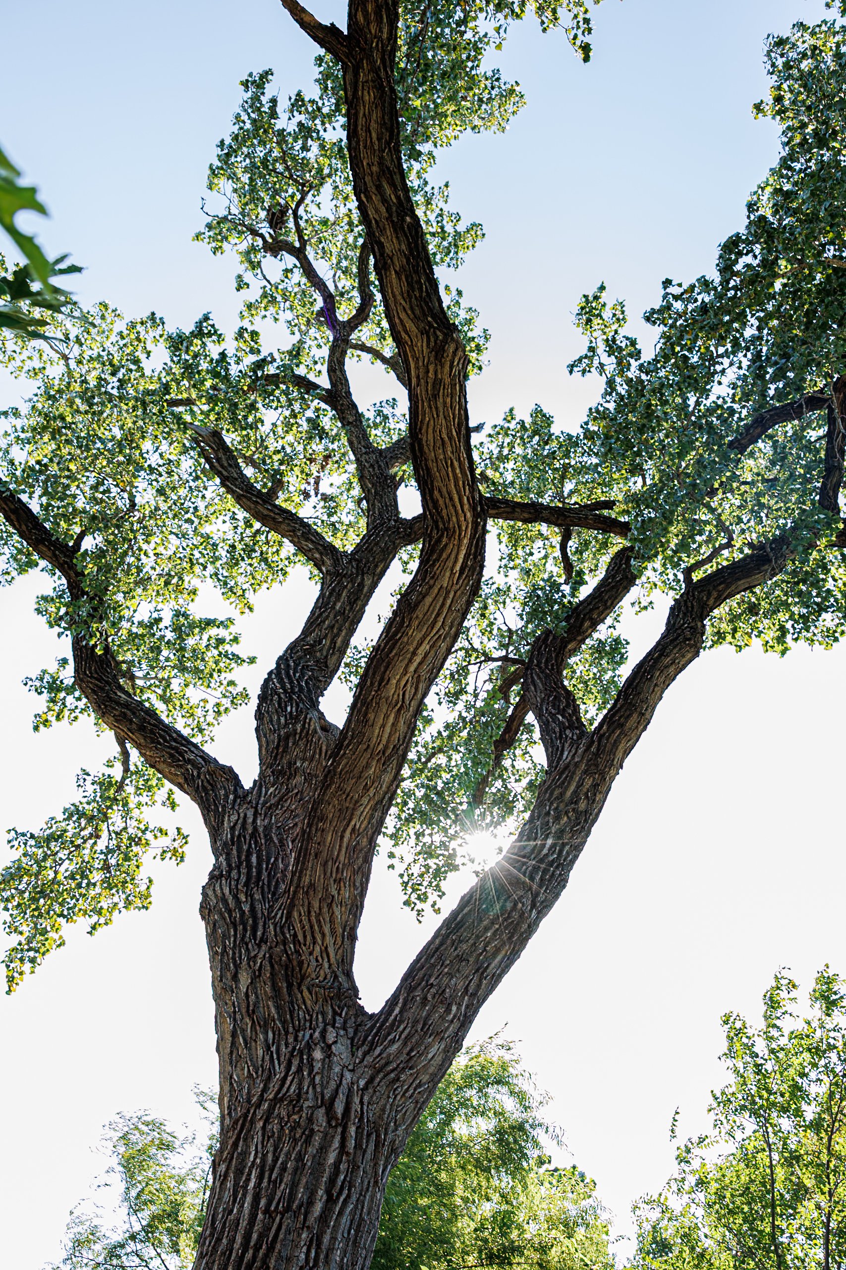 Jhanielle Brown Tulsa Greenwood Black Heritage Trees-9.jpg
