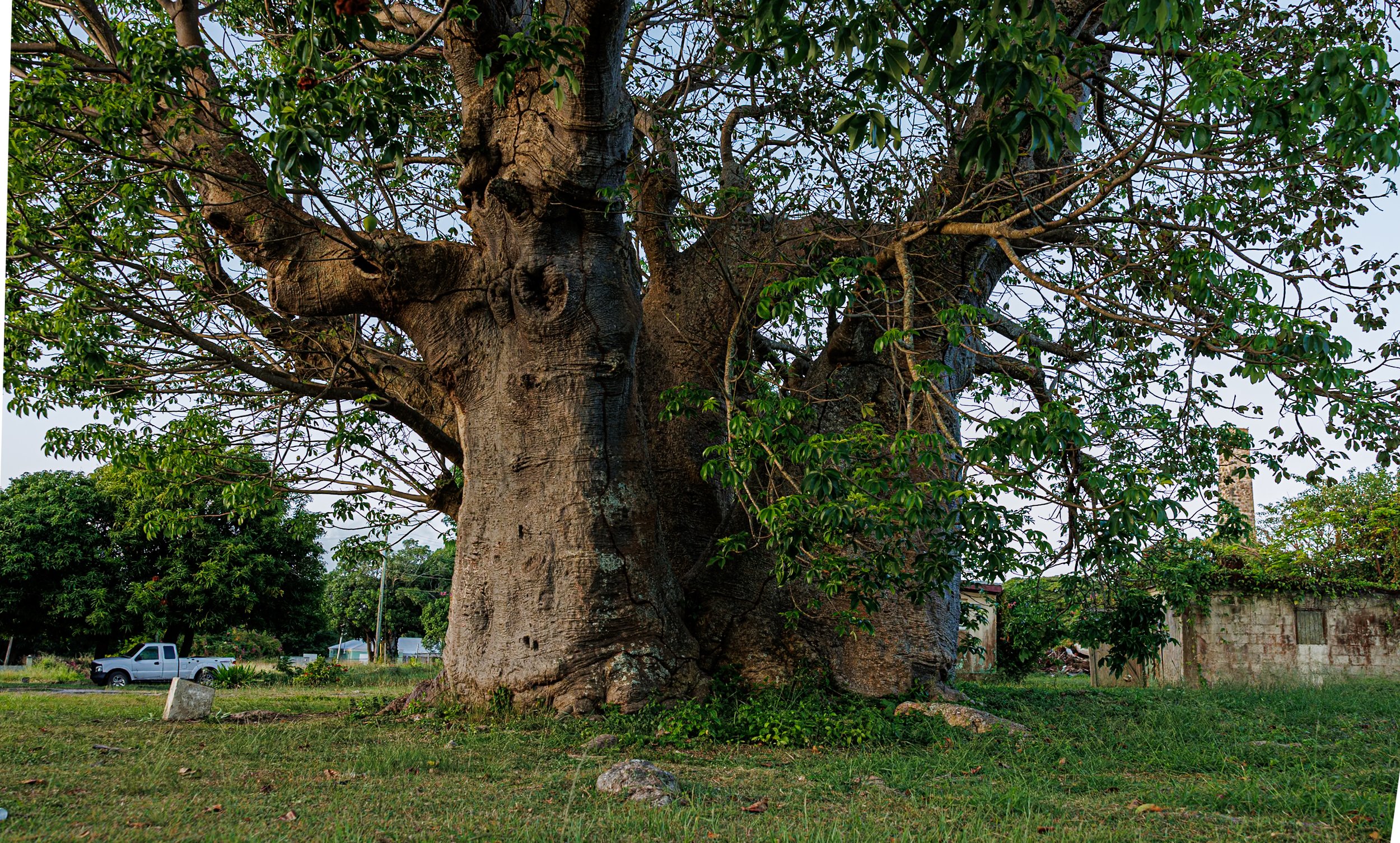 Jhanielle Brown Spirit Trees St. Croix US Virgin Islands.jpg