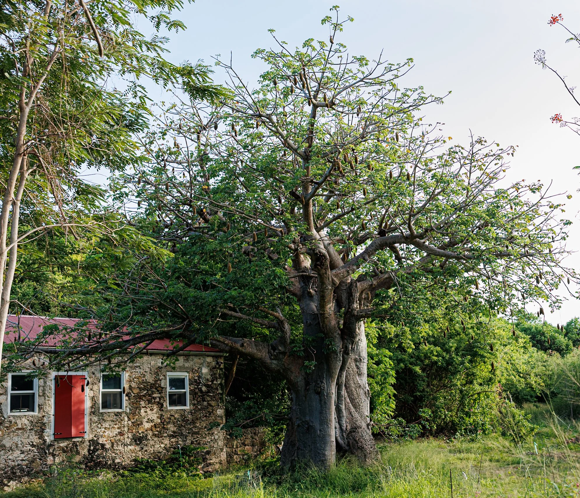 Jhanielle Brown Black Heritage Trees St. Croix US Virgin Islands.jpg