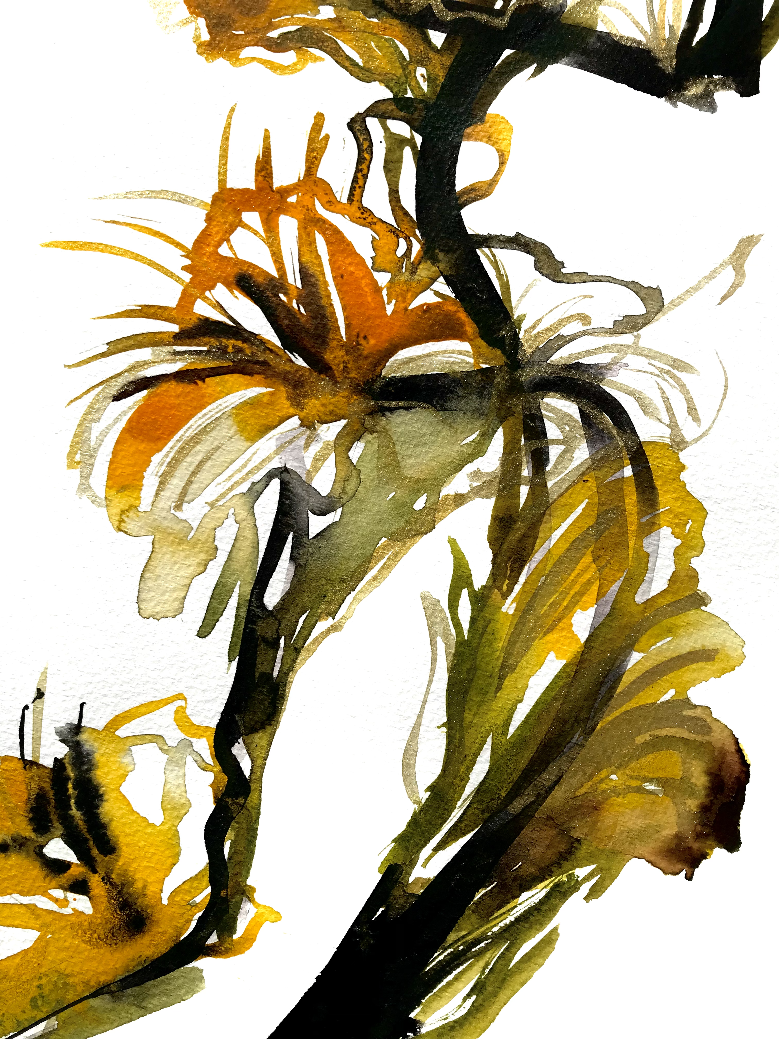 Gladiolus two. kris keys.1.png