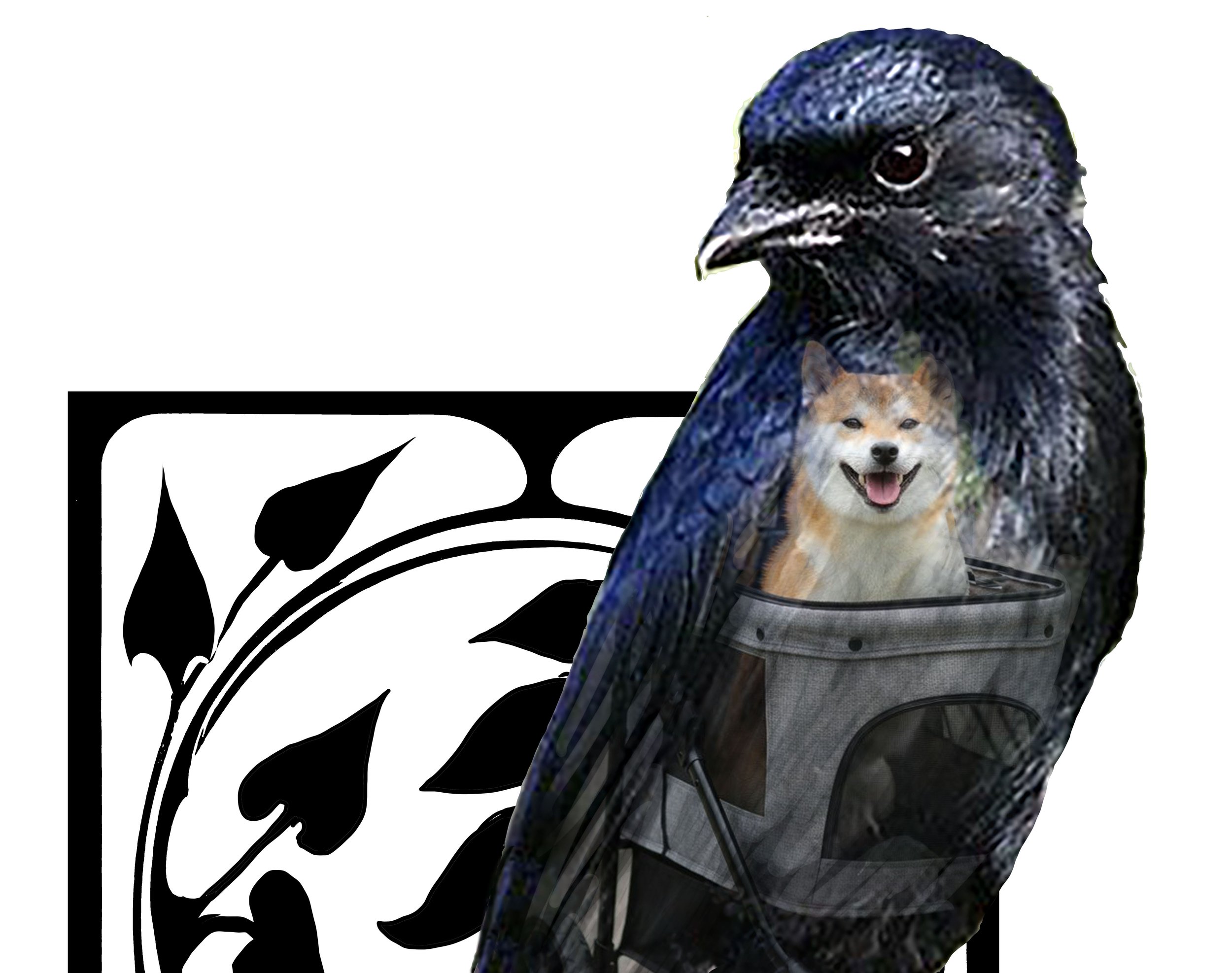 Drongo Dog copy small.jpg
