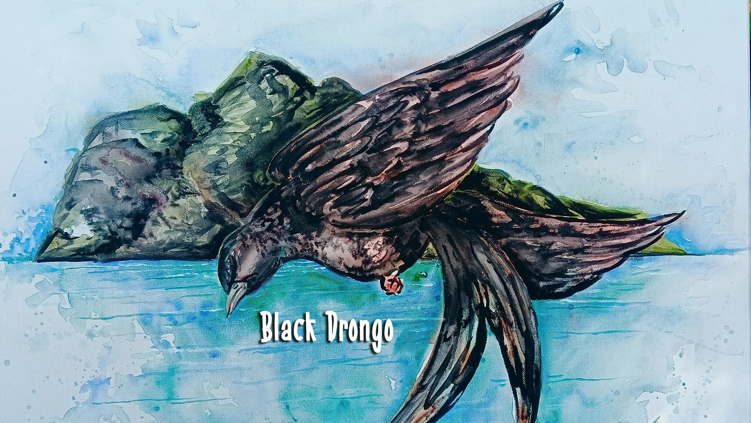 Drongo.jpg