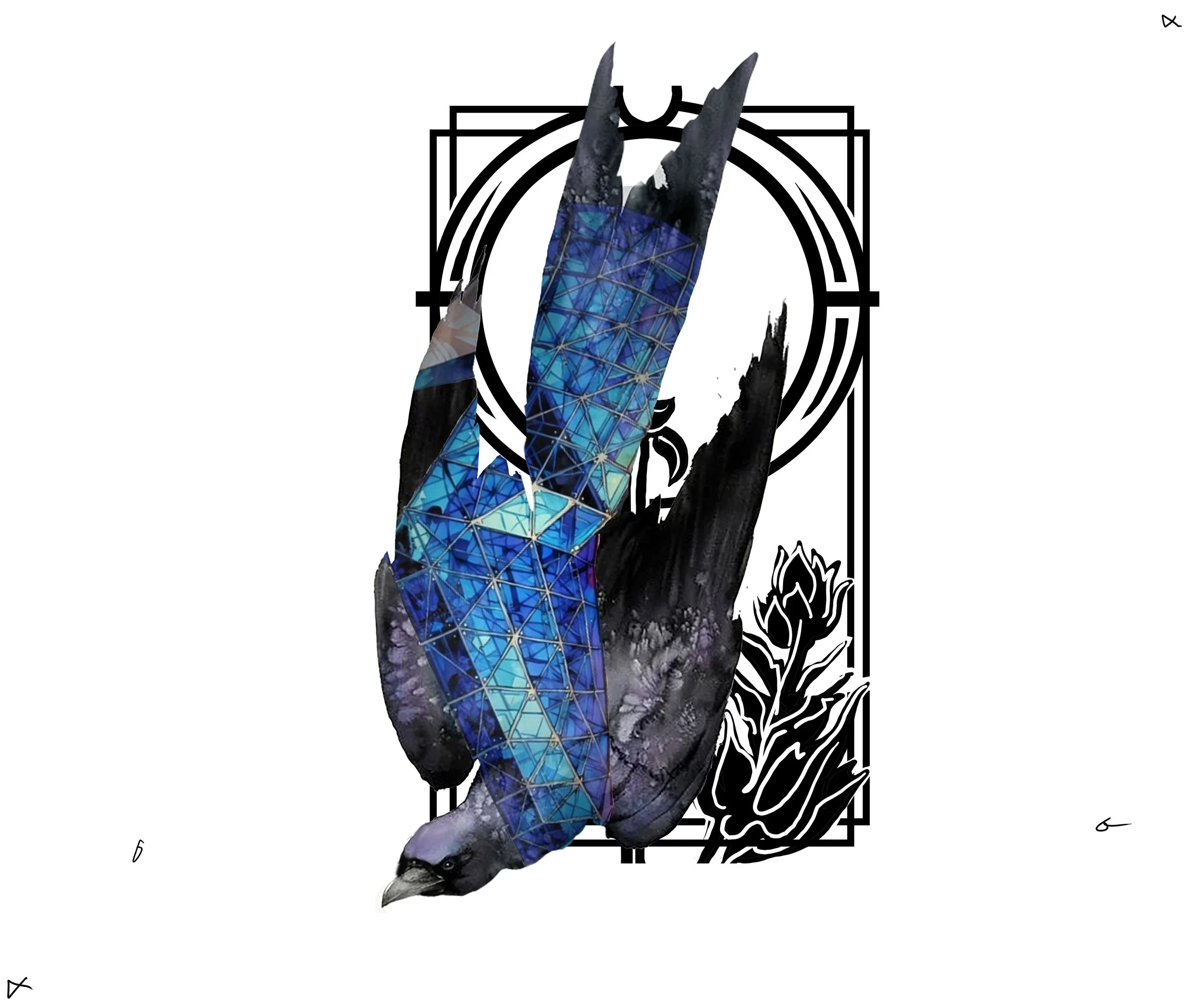 Drongo 04 copy.jpg