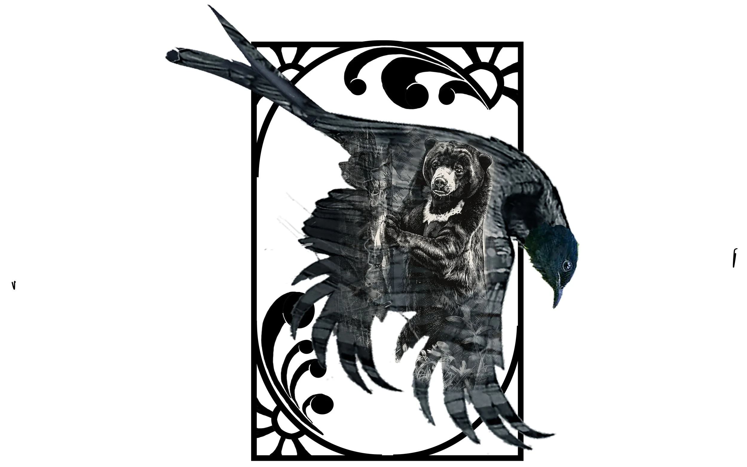 Drongo 19 copy.jpg