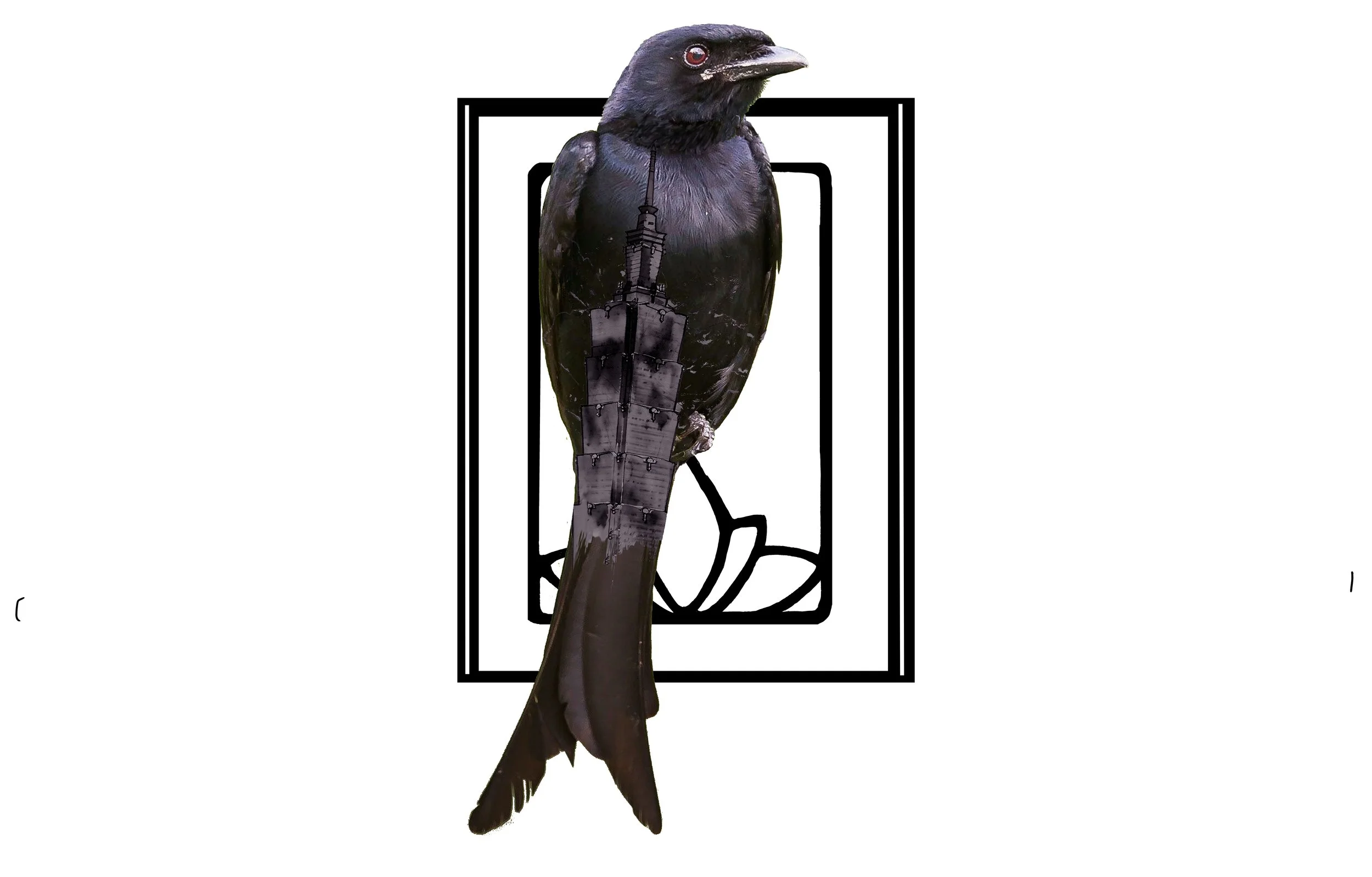 Drongo 01 copy.jpg