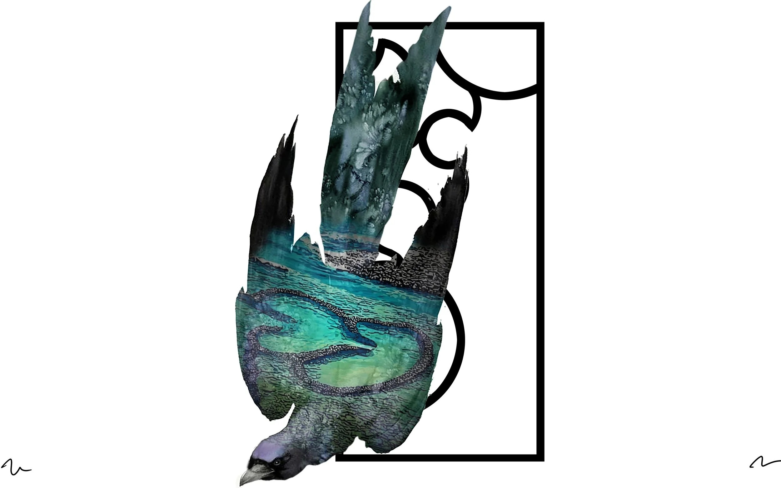Drongo 13 copy.jpg