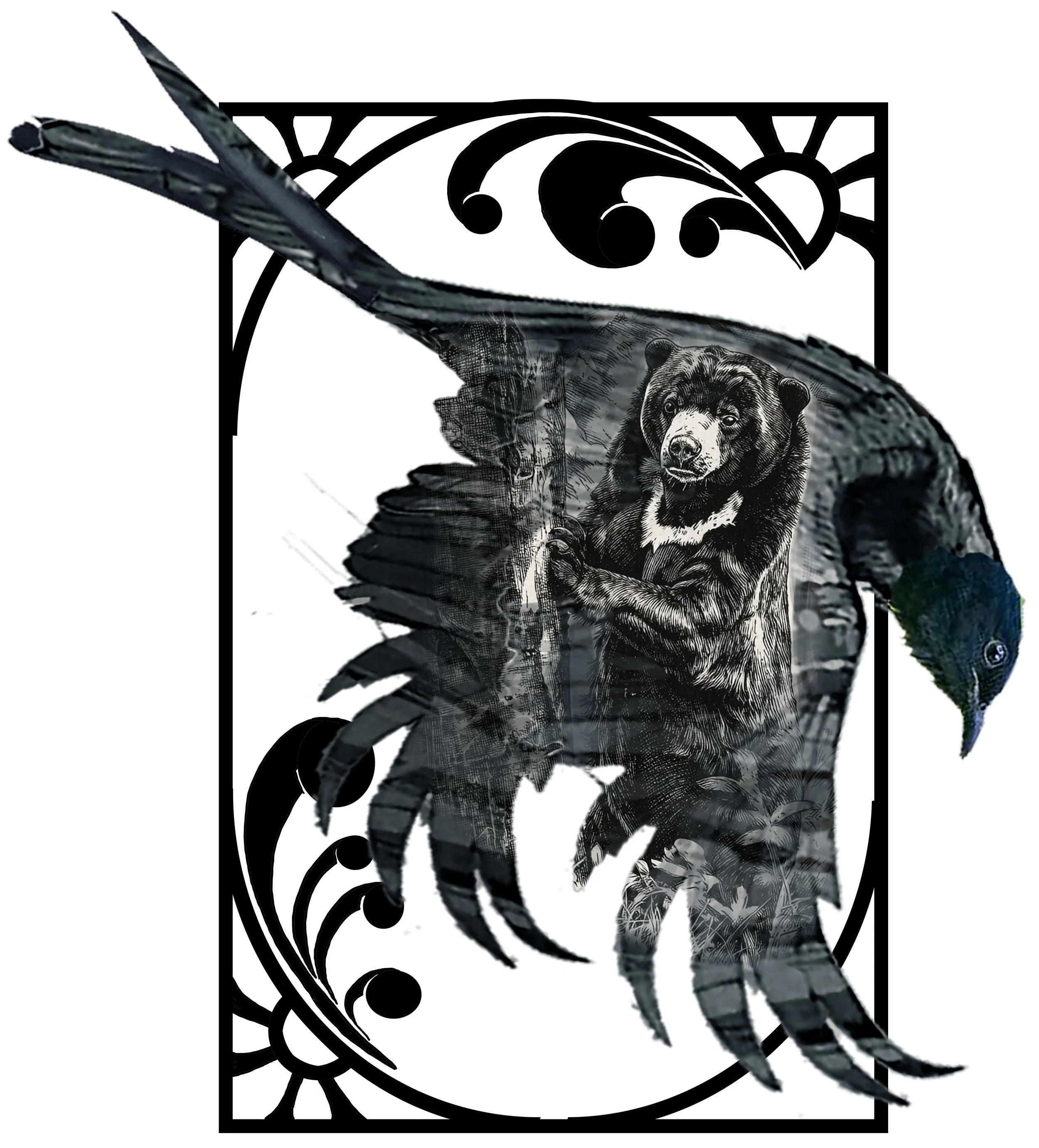 Drongo 19 copy.jpg