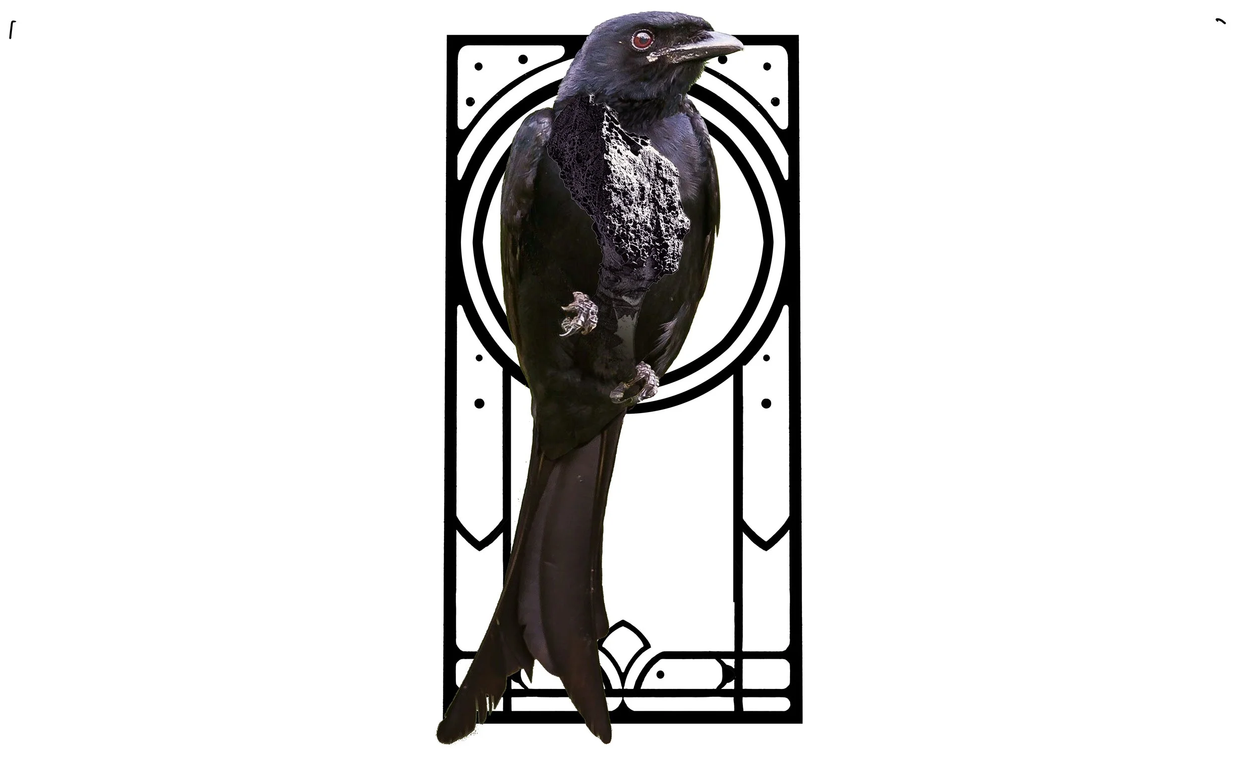 Drongo 15 copy.jpg