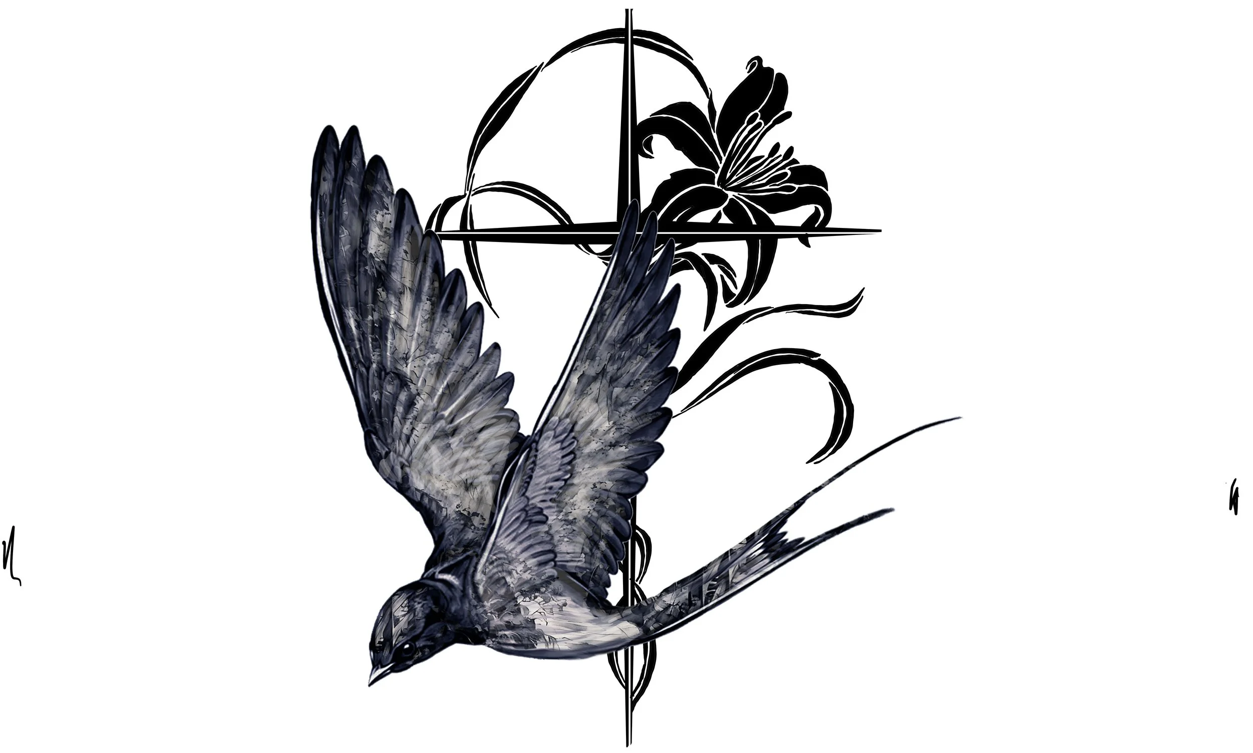 Drongo 20 copy.jpg