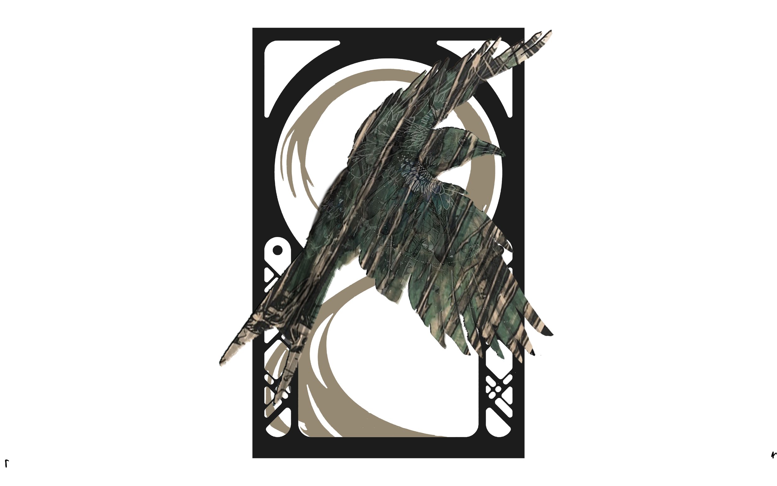 Drongo 03 copy.jpg