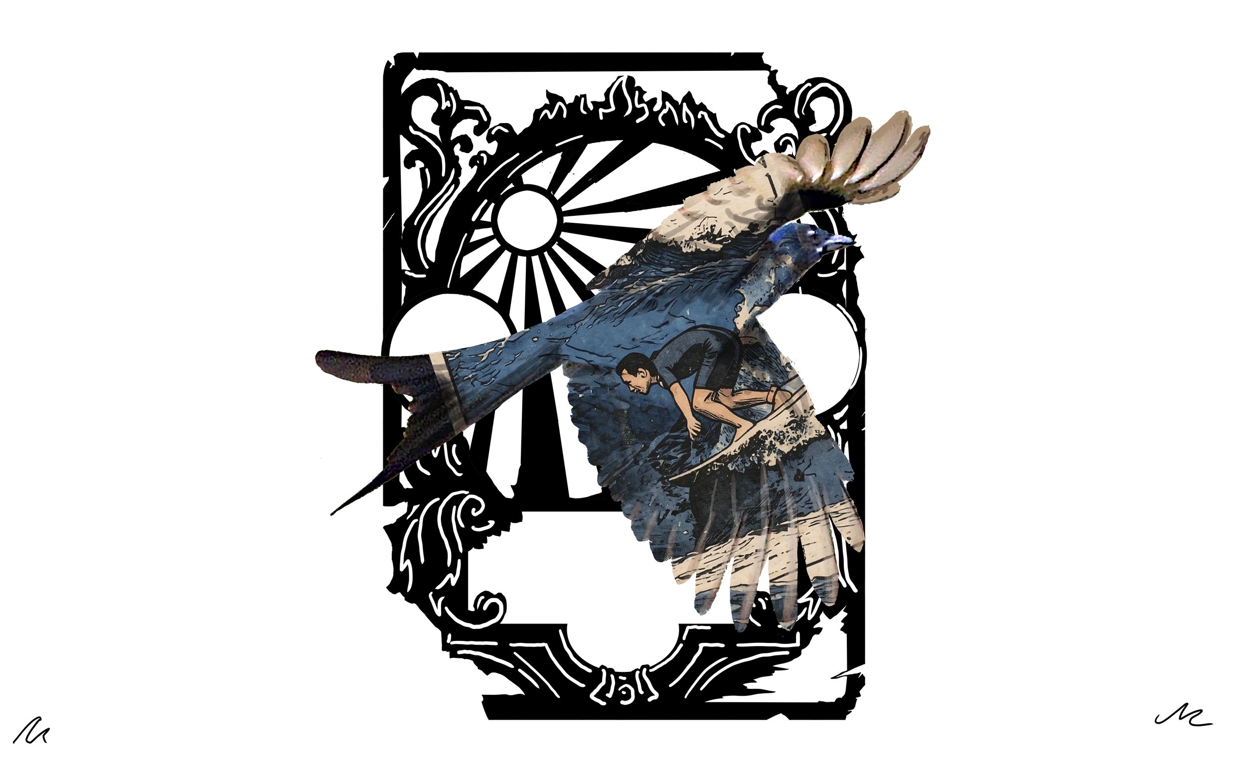 Drongo 05 copy.jpg