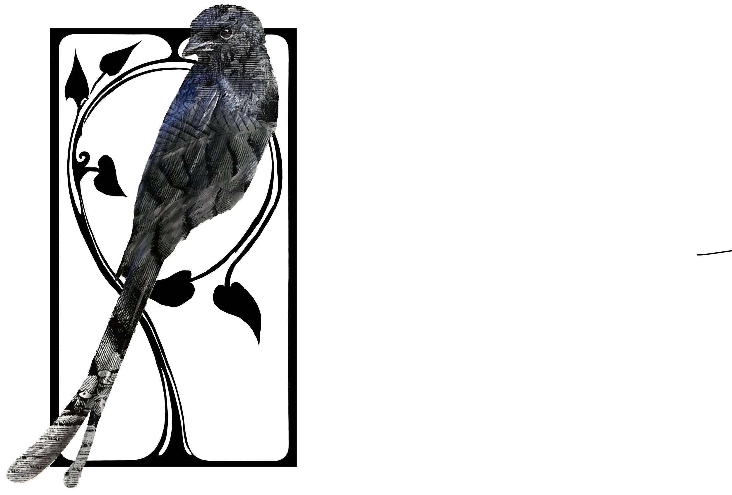 Drongo 21 copy.jpg