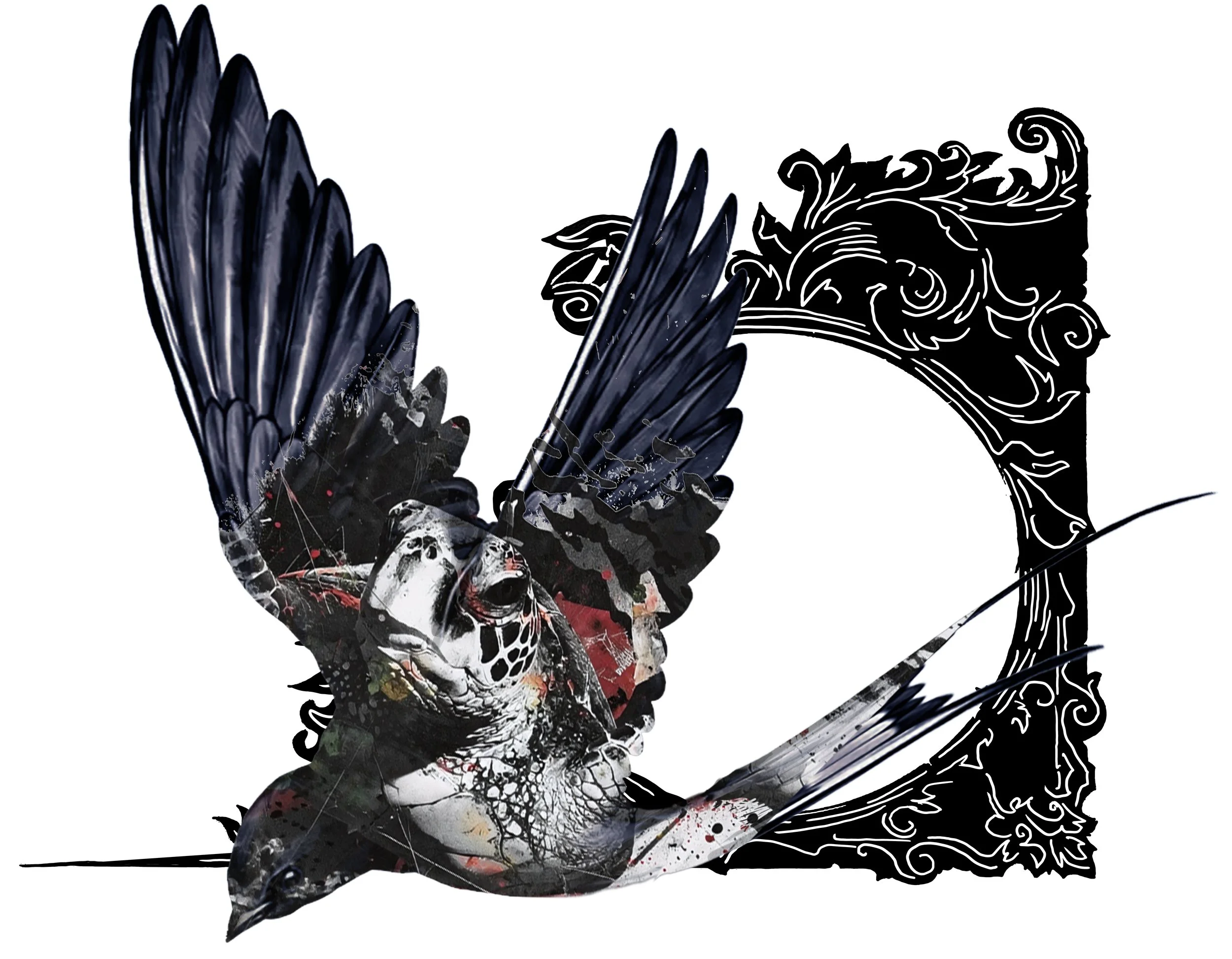 Drongo 23 copy.jpg