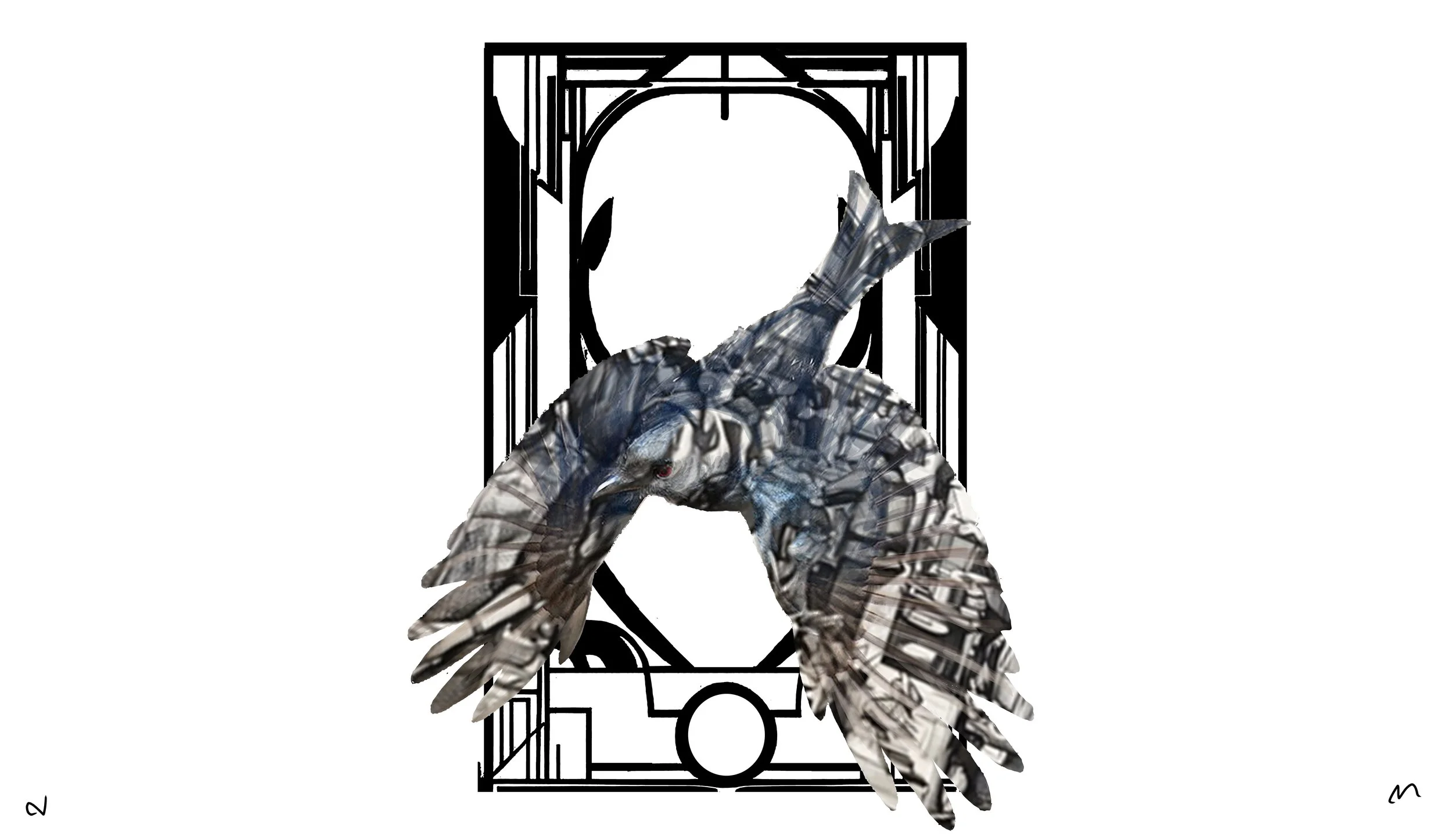 Drongo 12 copy.jpg