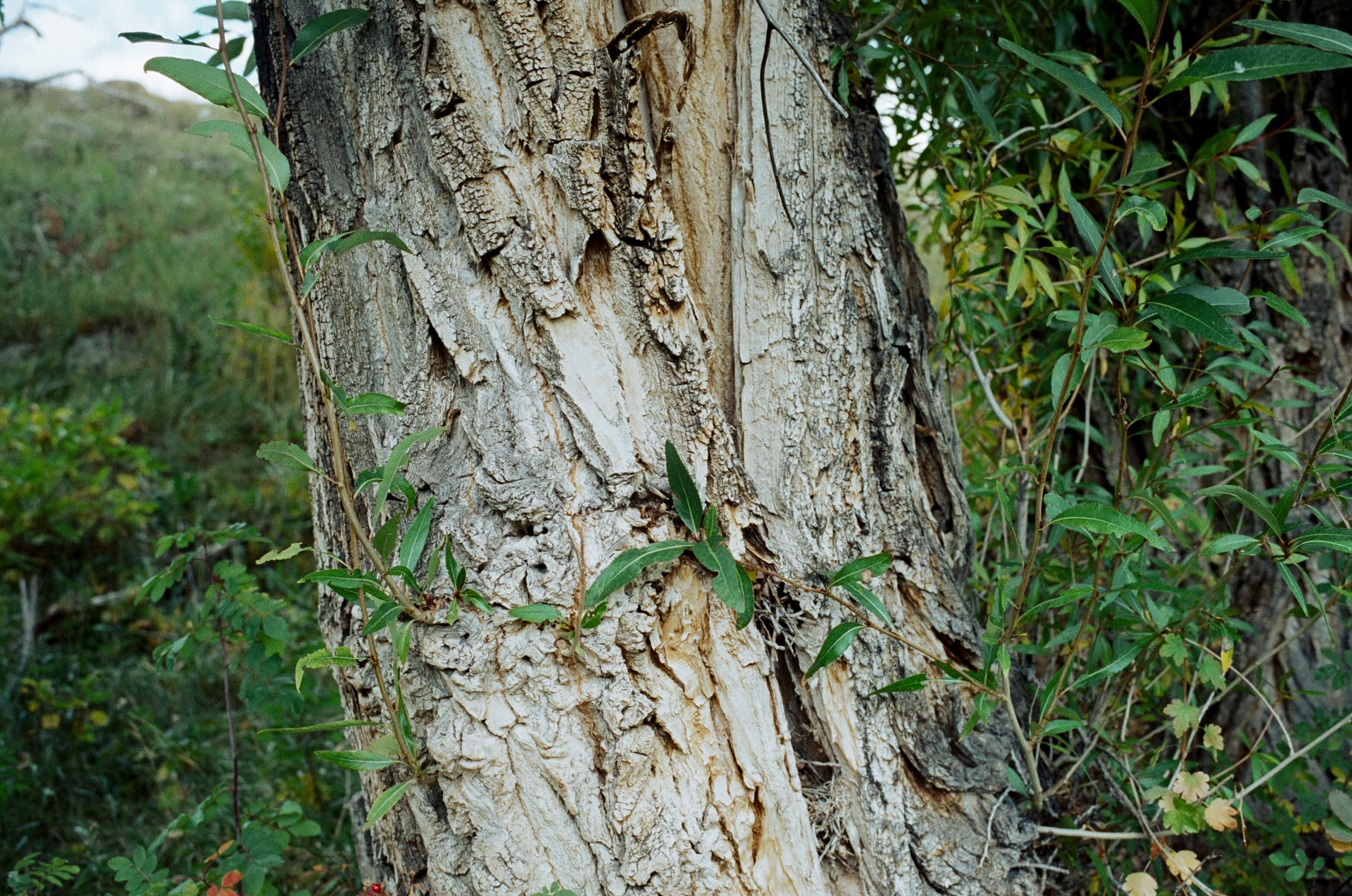 grand-teton-intrusion-25.jpg