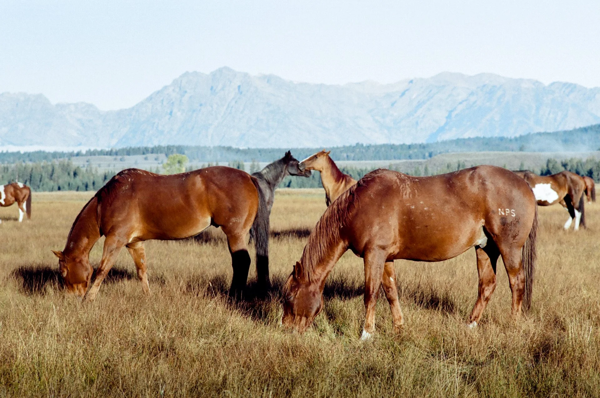 grand-teton-intrusion-31.jpg