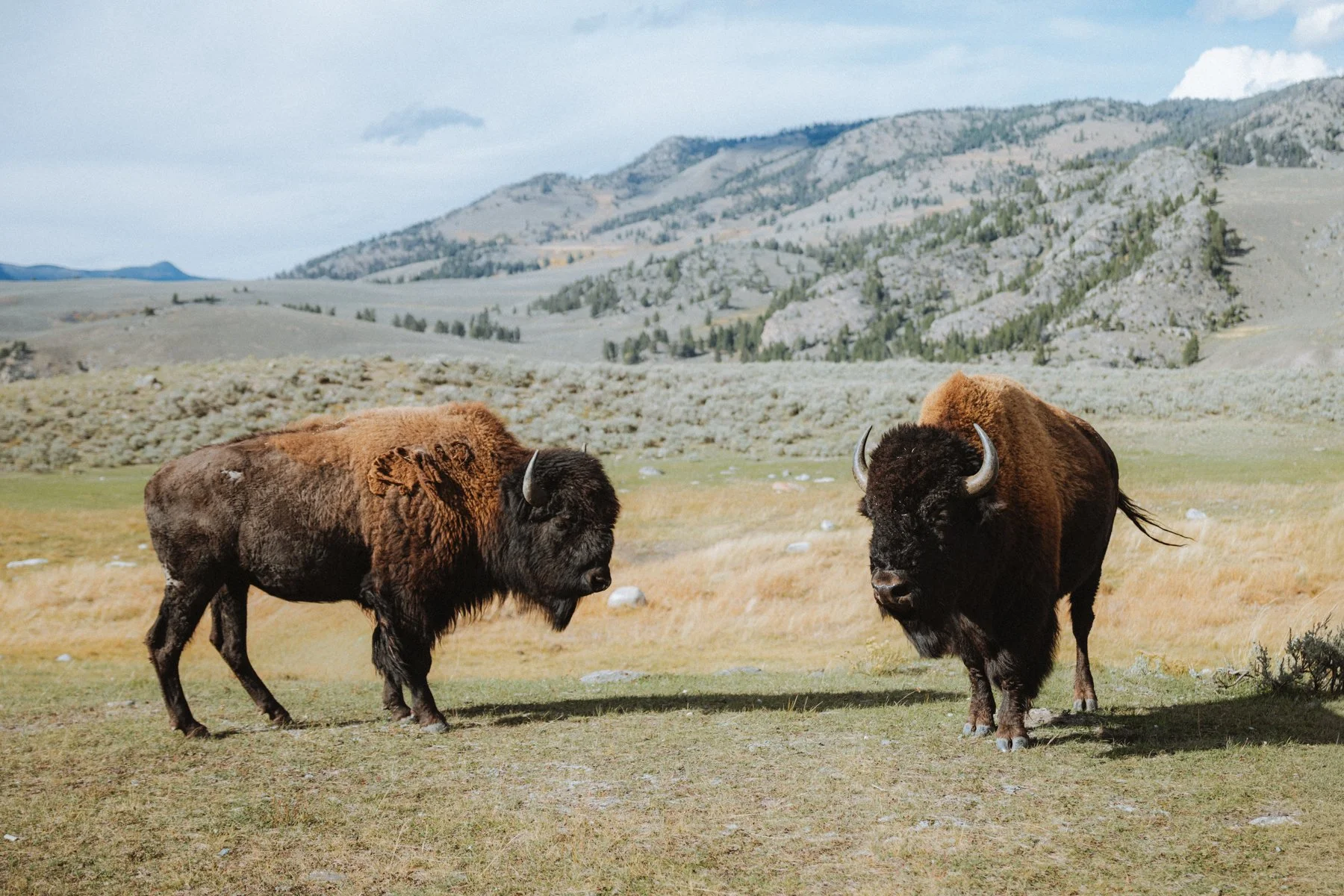 wyoming-summer-2026-109.jpg