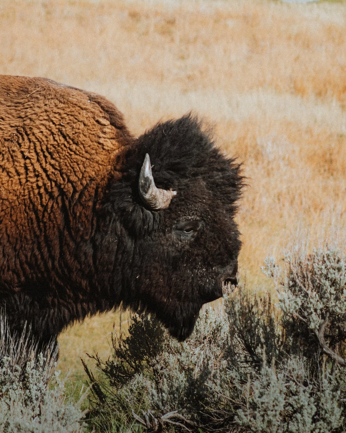 wyoming-summer-2026-114.jpg