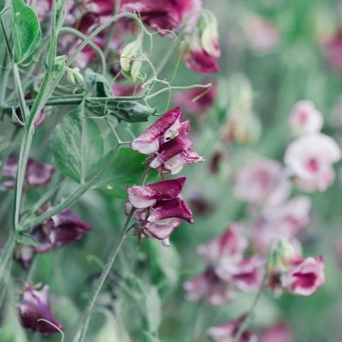 All our farm regions are now live to shop for pick up next week!
⠀⠀⠀⠀⠀⠀⠀⠀⠀
Check out this goodness available for pick up at @gatherflora.sf 
⠀⠀⠀⠀⠀⠀⠀⠀⠀

Sweet Peas from @vofloraldesign 
Chocolate Comsos from @feralflora_farm 
Silene from @pucksgarden 