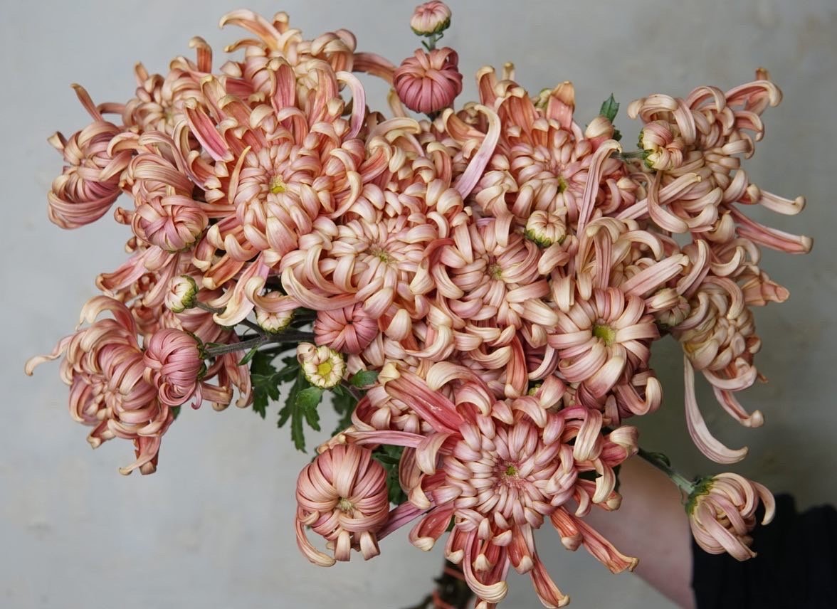 chrysanthemum_peach.jpeg