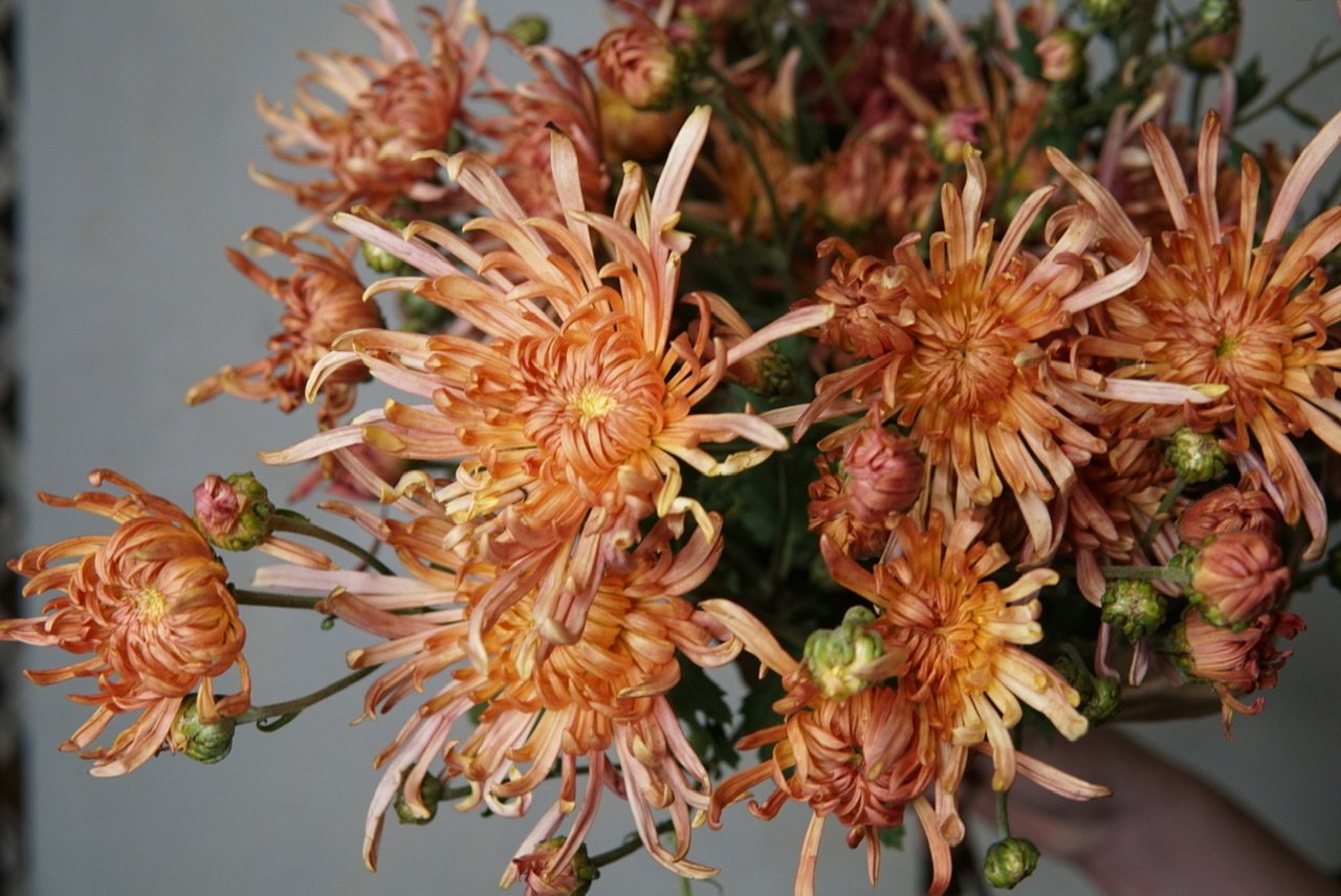 chrysanthemum_spider.jpeg