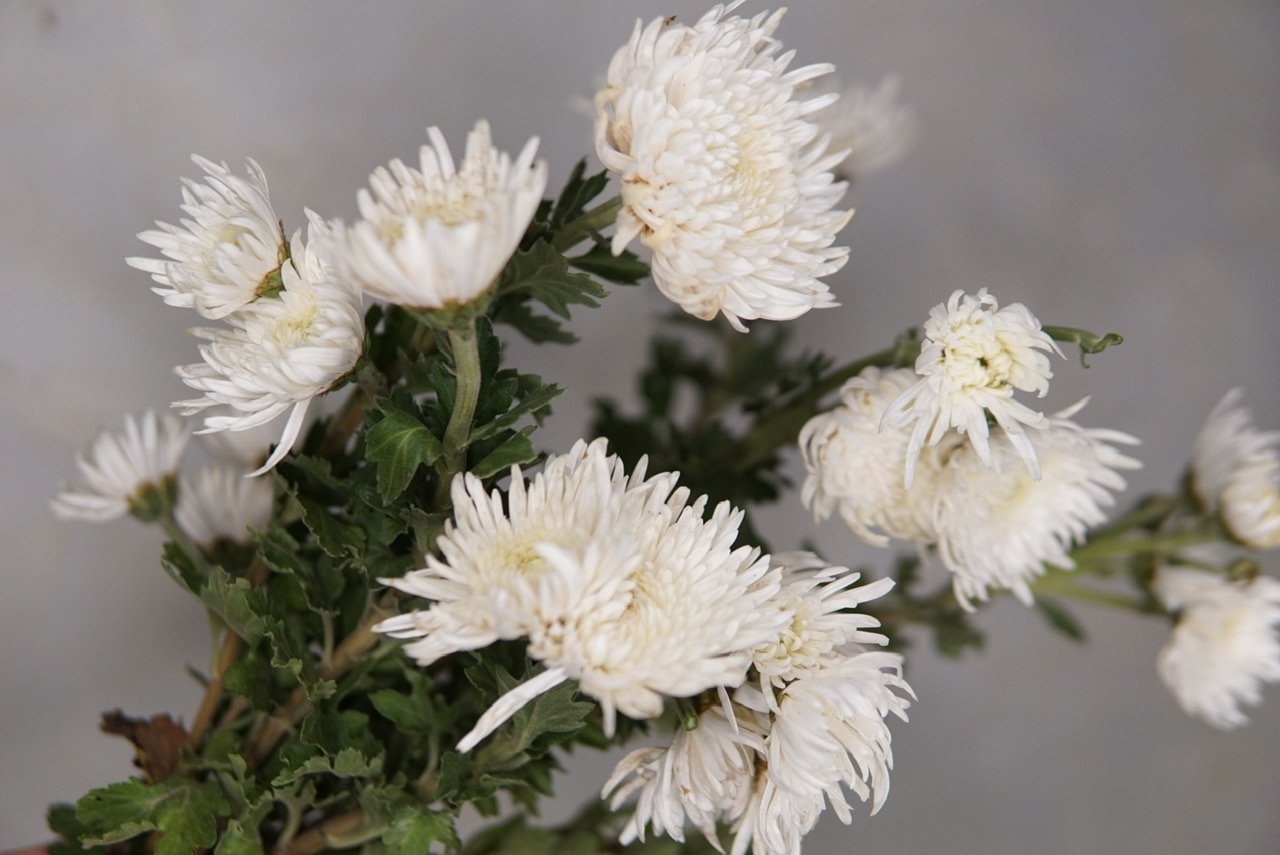 chrysanthemum_white.jpeg