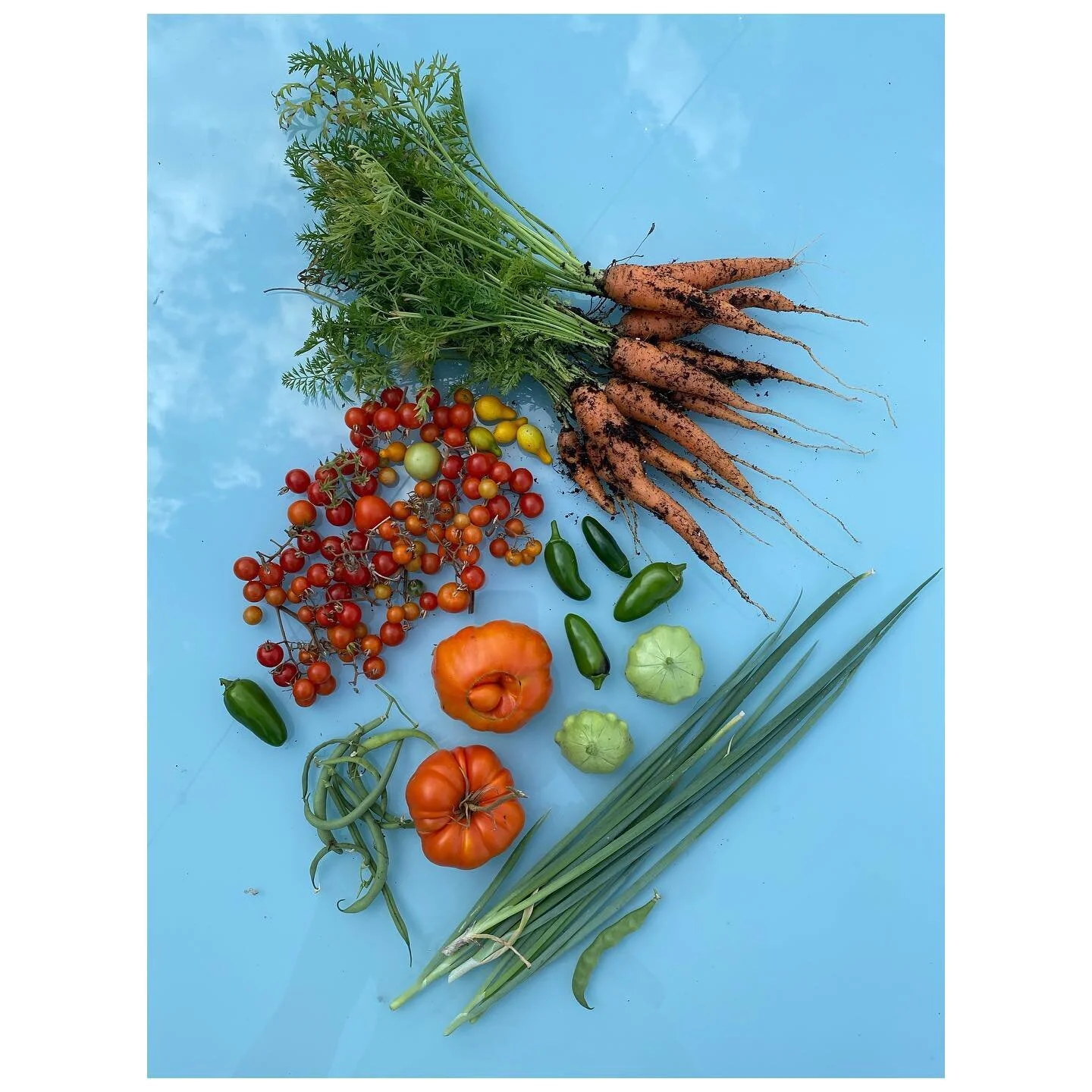 A compilation of some garden bounty cards; they feel like earth meditation Pokémon to me / I think it&rsquo;s magic how a seed can become a juicy fleshy fruit or a healing leaf.
((The garden isn&rsquo;t nearly what I want it to be, but I keep tellin