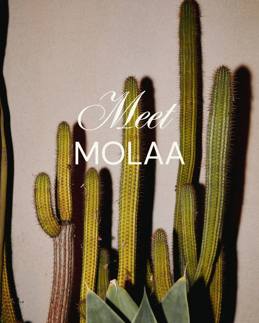 The Museum of Latin American Art is one of TGIS&rsquo;s signature venues, offering a stunning setting for social events, galas, and everything in between.

Inside, striking works of art line crisp white walls, creating an ever-evolving backdrop that 